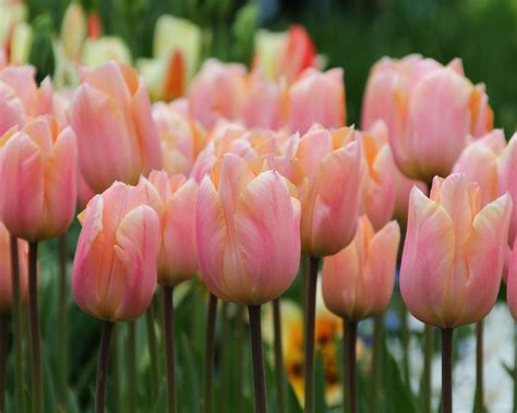 Een zonnig lentegrensidee met Tulip 'Apricot Beauty' & Tulip 'Orange Emperor'